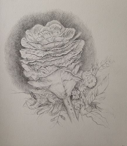 Zierkohl<br>20 x 30 cm